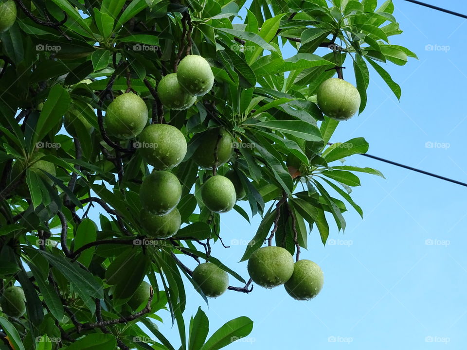 pong pong tree (ต้นตีนเป็ดน้ำ)