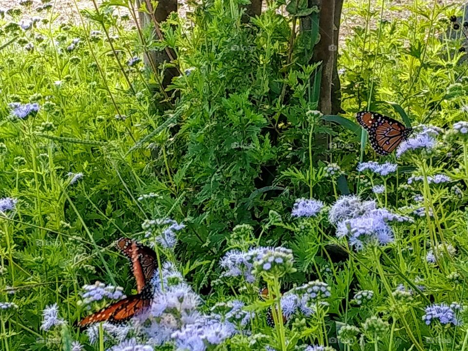 Orange monarch butterflies in garden scene, Autumn in Texas, green planted, pink, purple flowers, landscape, tree
