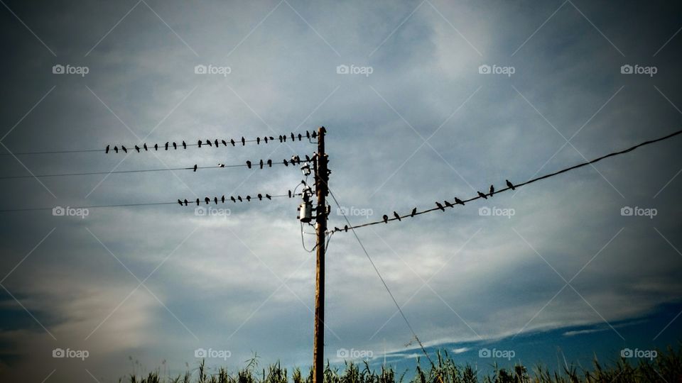 birds on a wire