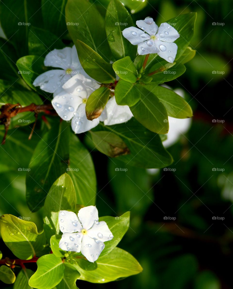 dew on periwinkle petals.