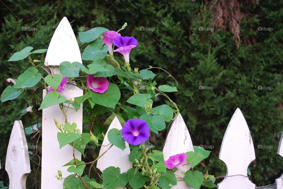 Morning glories on white fence