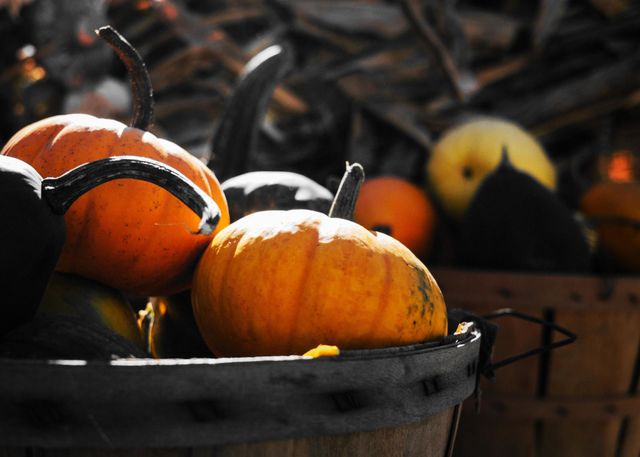gourd