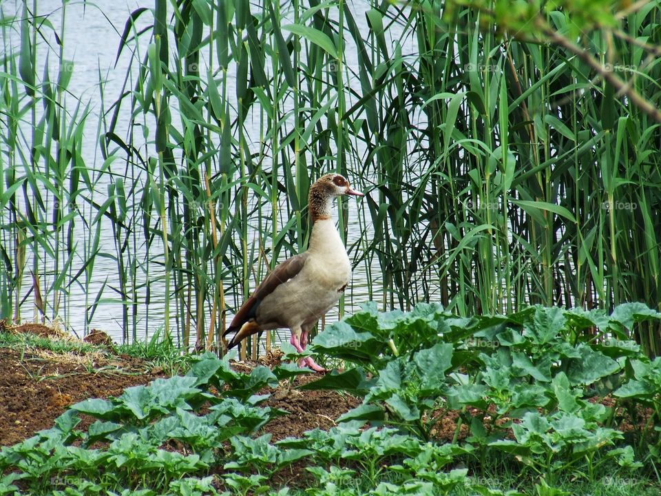 Beautiful muntjac in the forest