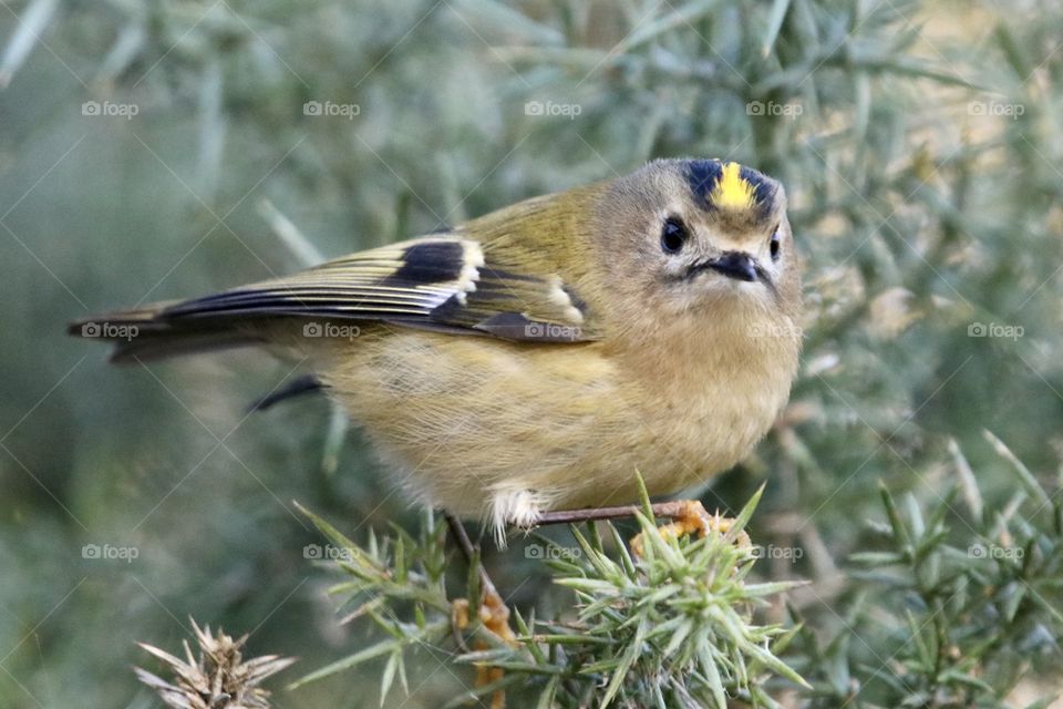 Goldcrest 