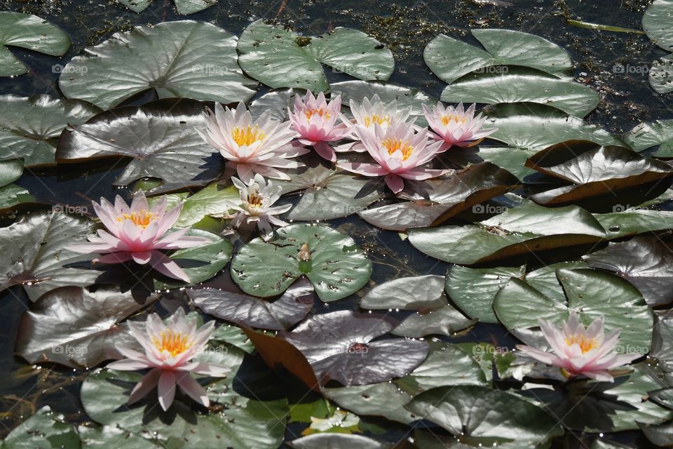 Aquatic plants