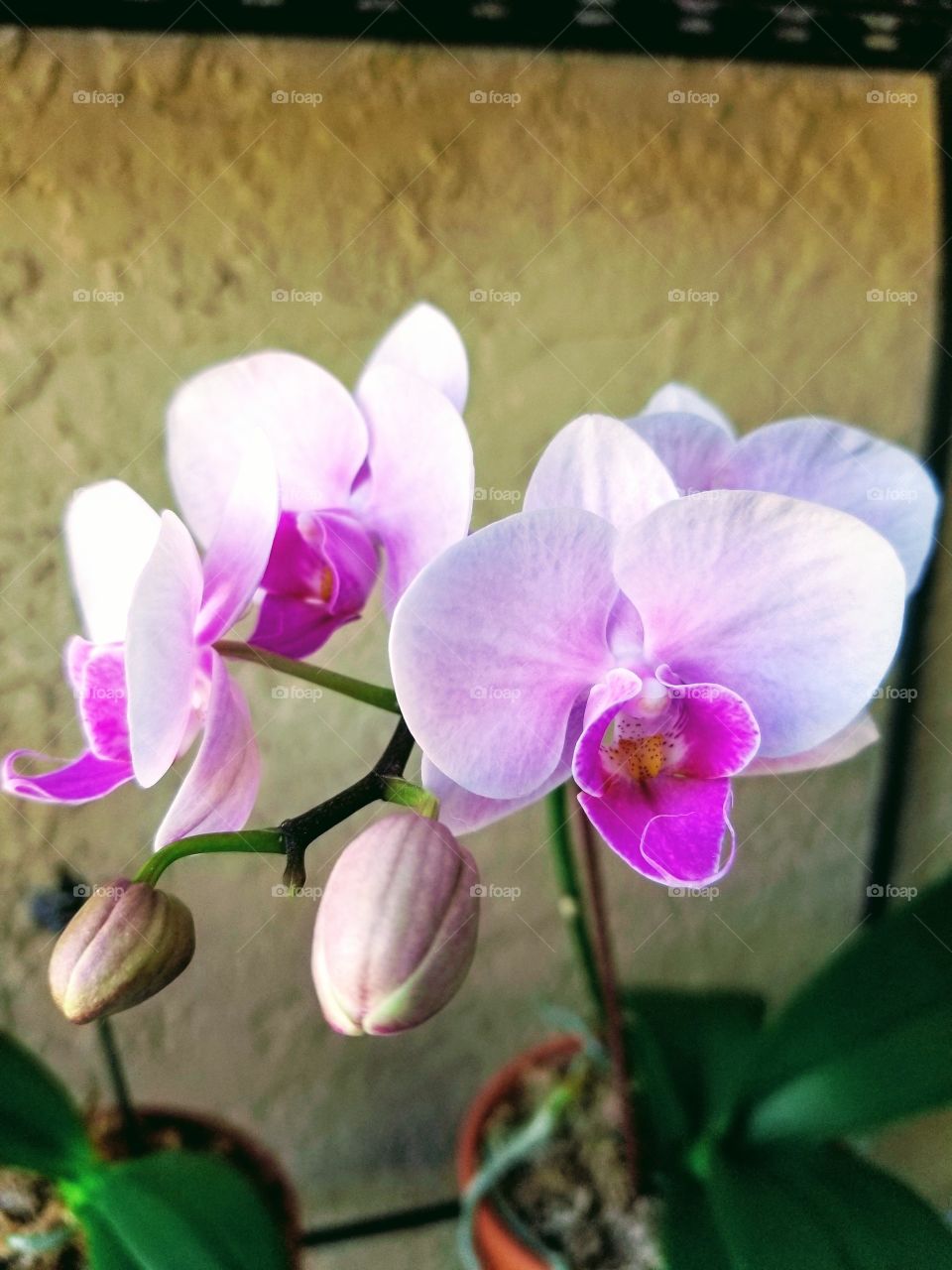 Phalaenopsis Orchid