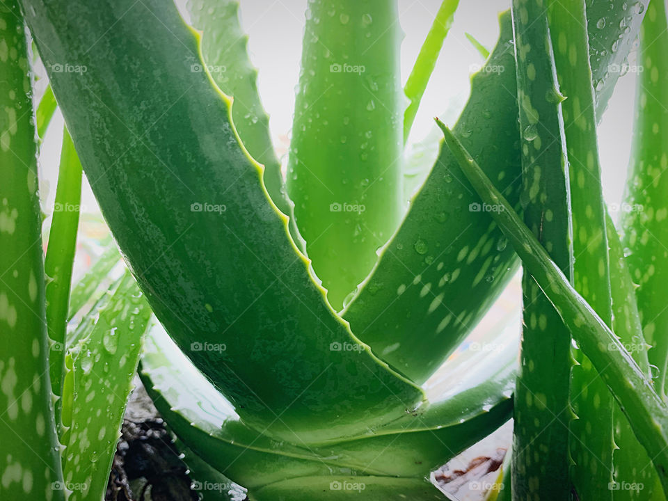 Aloe vera plant with raindrops 