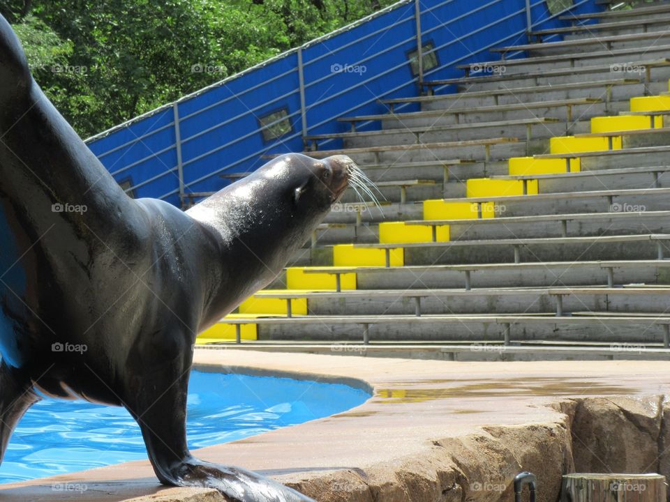 Diego walking on his front flippers.