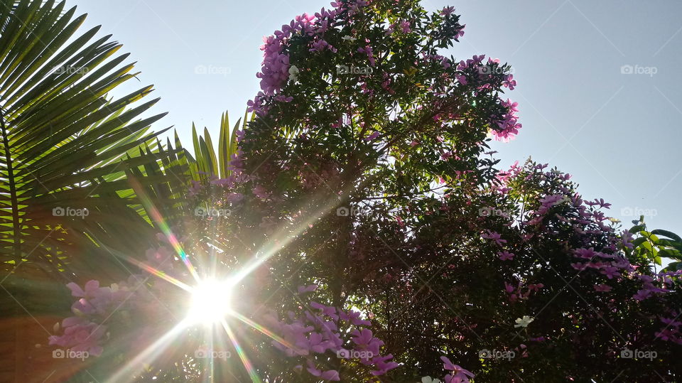 bustan , 'ashjar , ghabat , manazir tabieiatun.