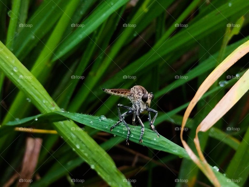 Mosquito resting on leaf