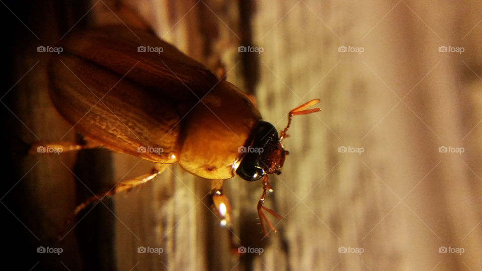 Junebug macro on porch