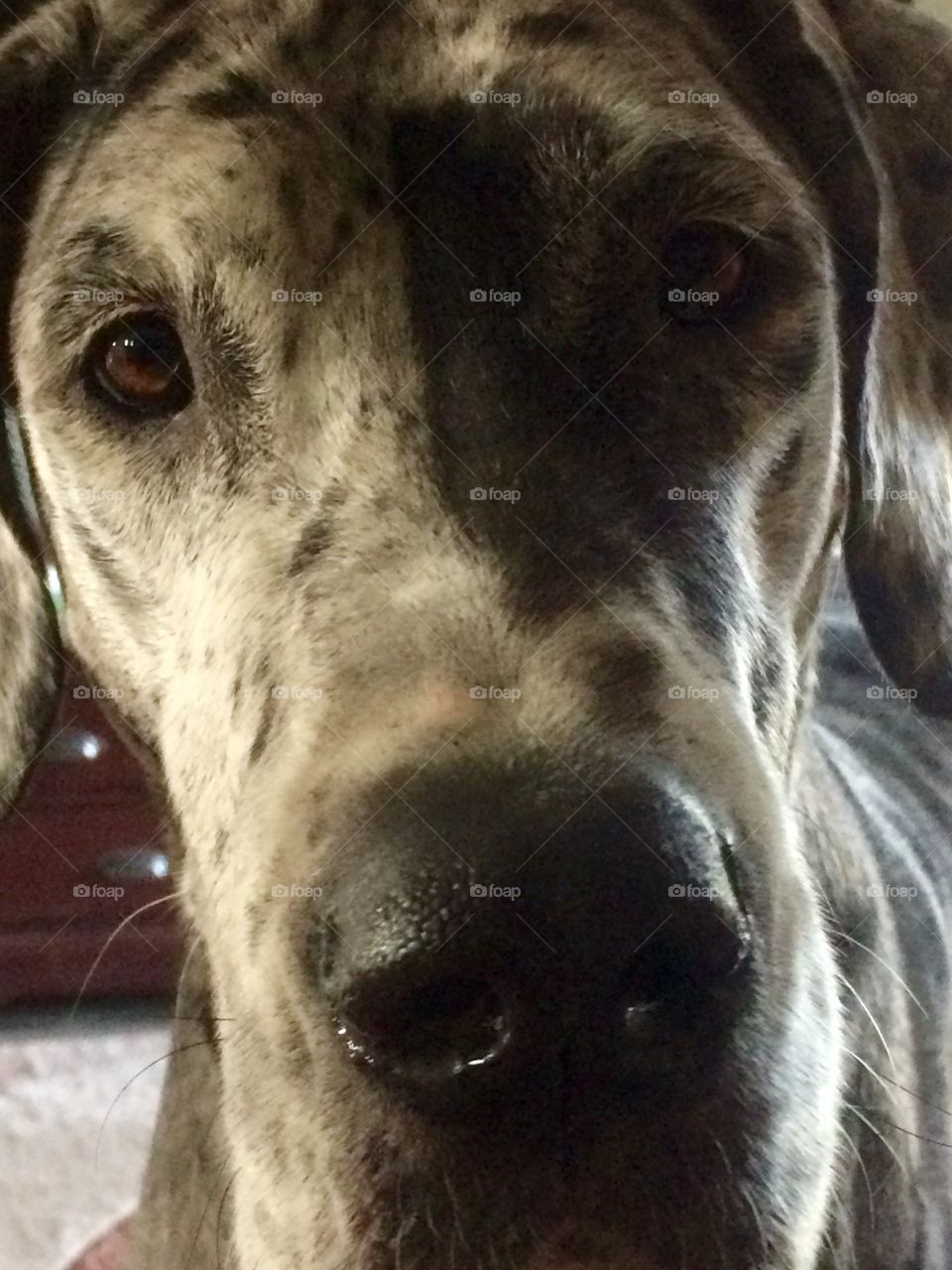 Begging Dane