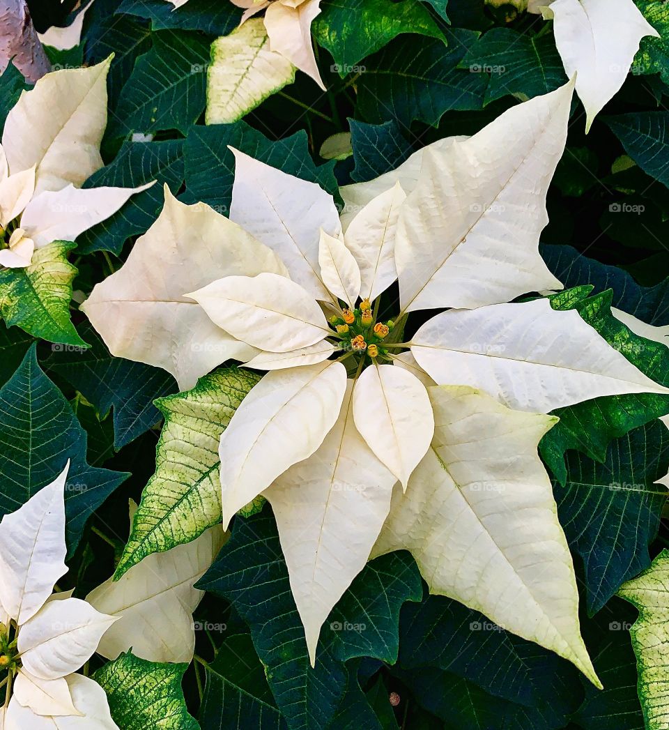 Beautiful white poinsettia—taken in Chicago, Illinois 