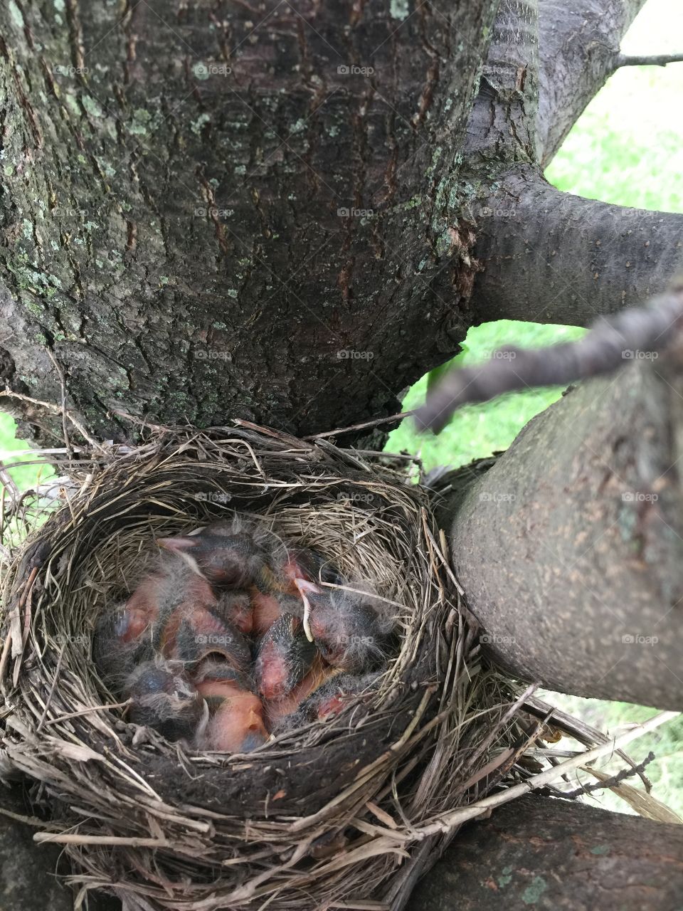 Robin’s Nest