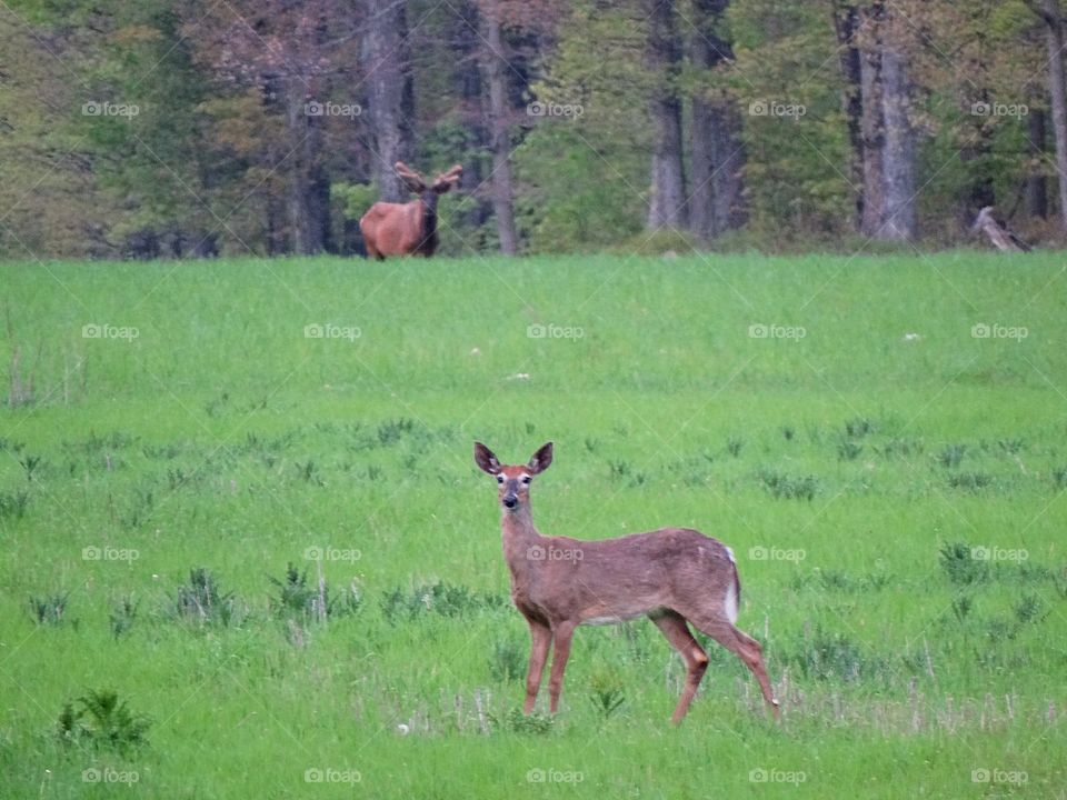 Deer and Elk