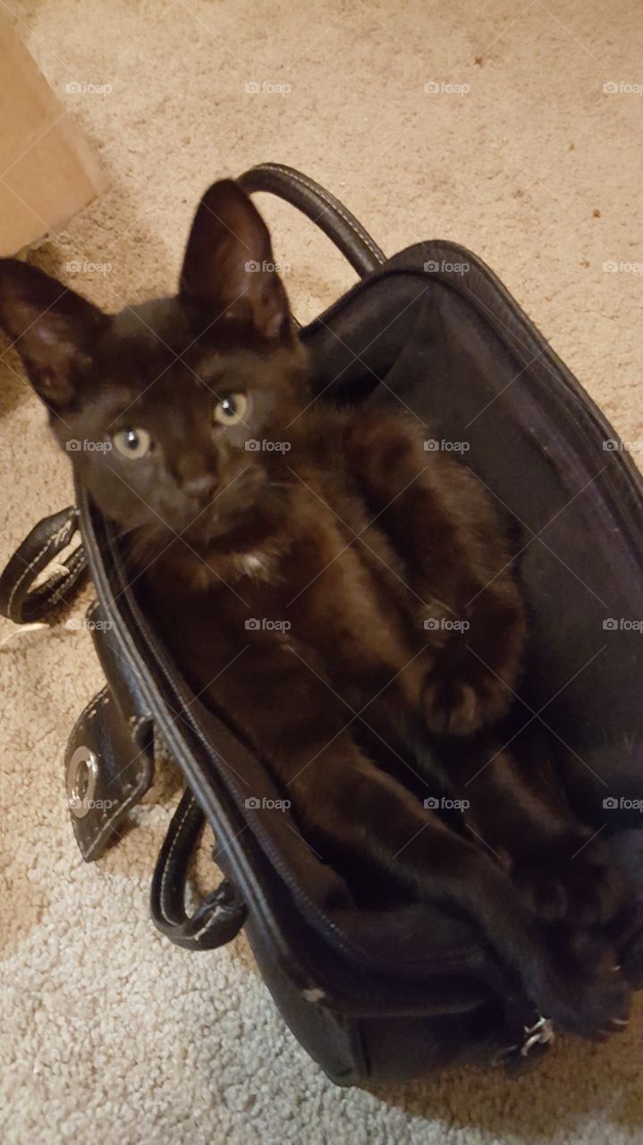 black cat in a purse
