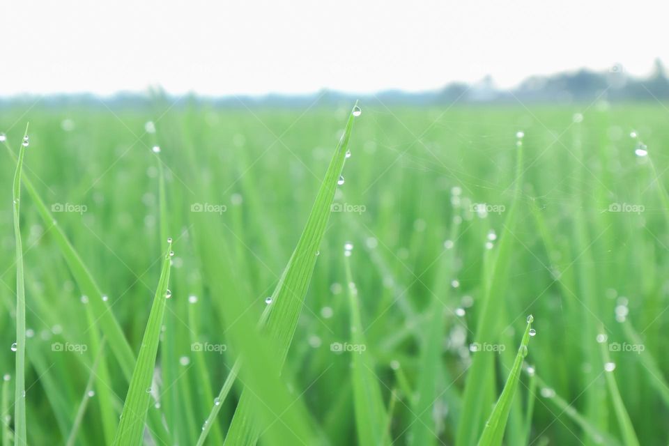 Paddy Leaves, Spider Web, and Droplets Complete Each Other During Calm Morning