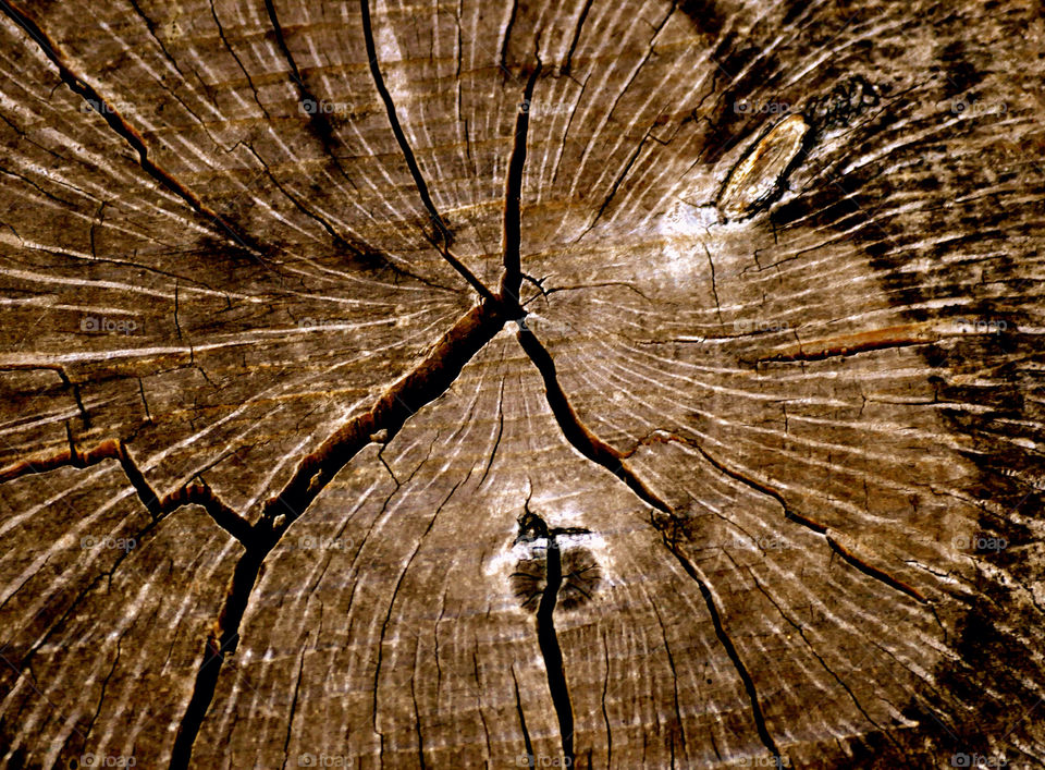 wood trunk united states outdoors by refocusphoto