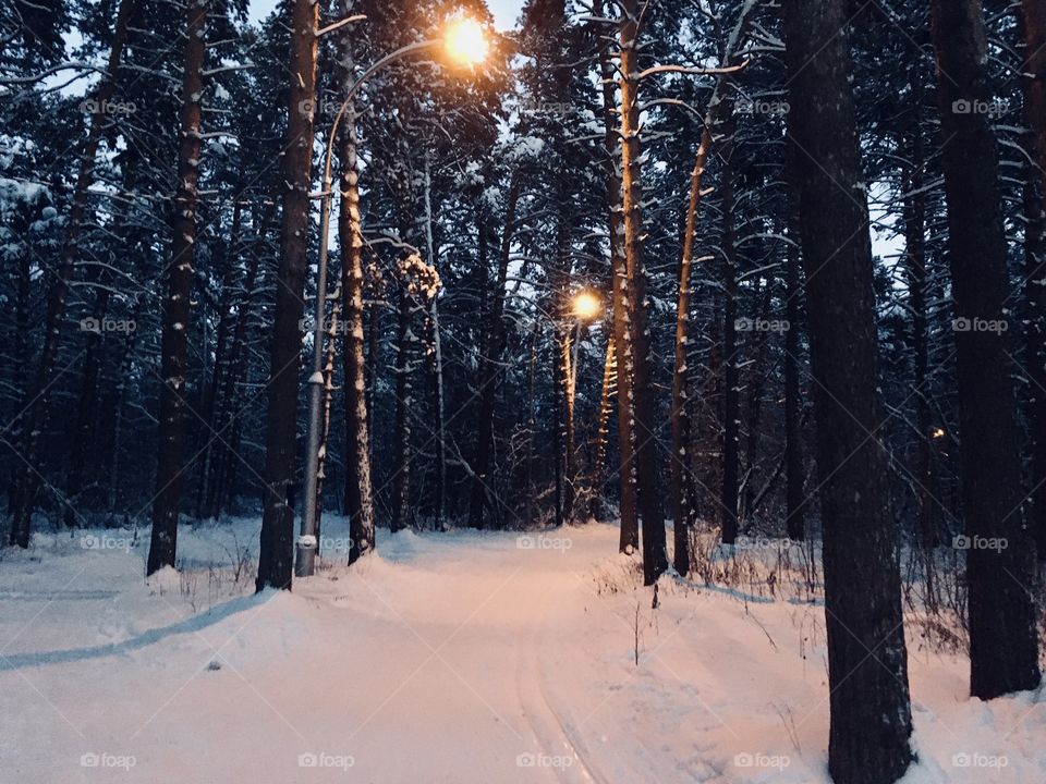 Winter evening
