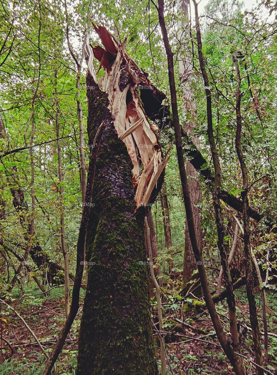 Forest.  An adult tree broken by a hurricane