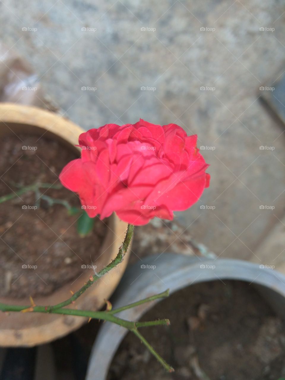 nice of red flower