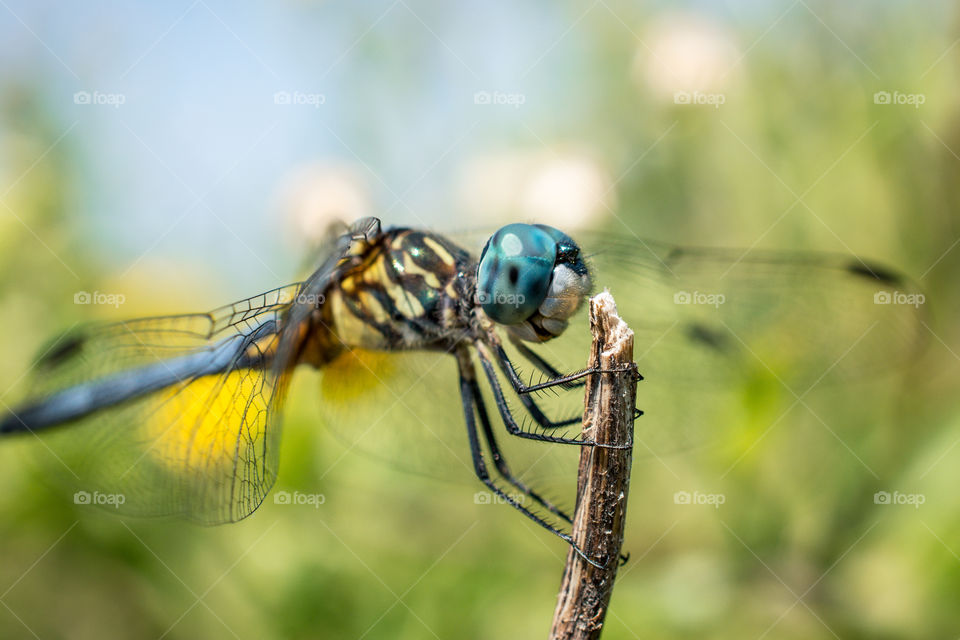 Blue Eyed Dragonfly 2