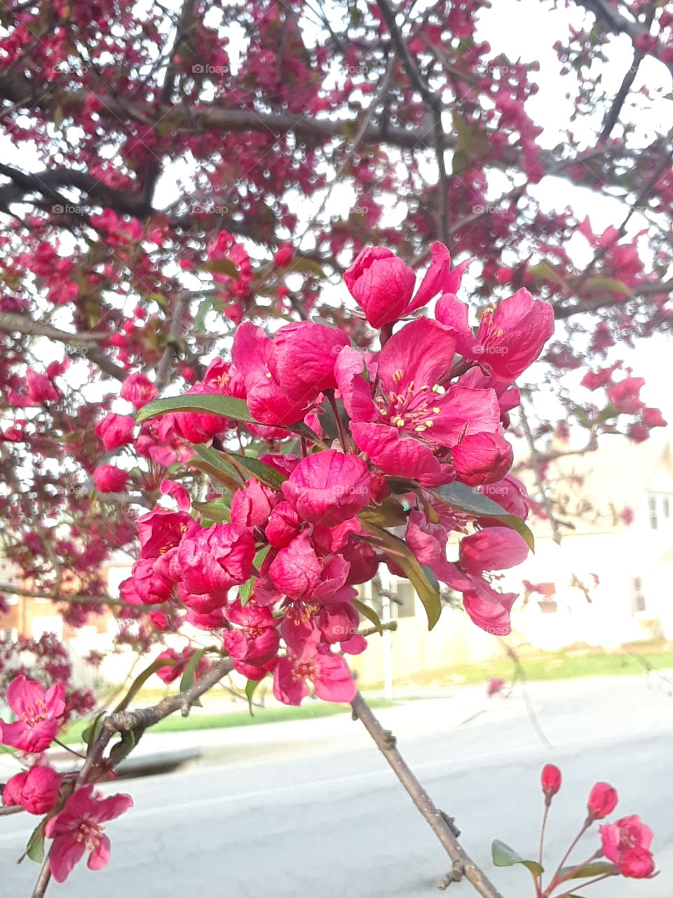 Pink Spring Tree Blossoms
