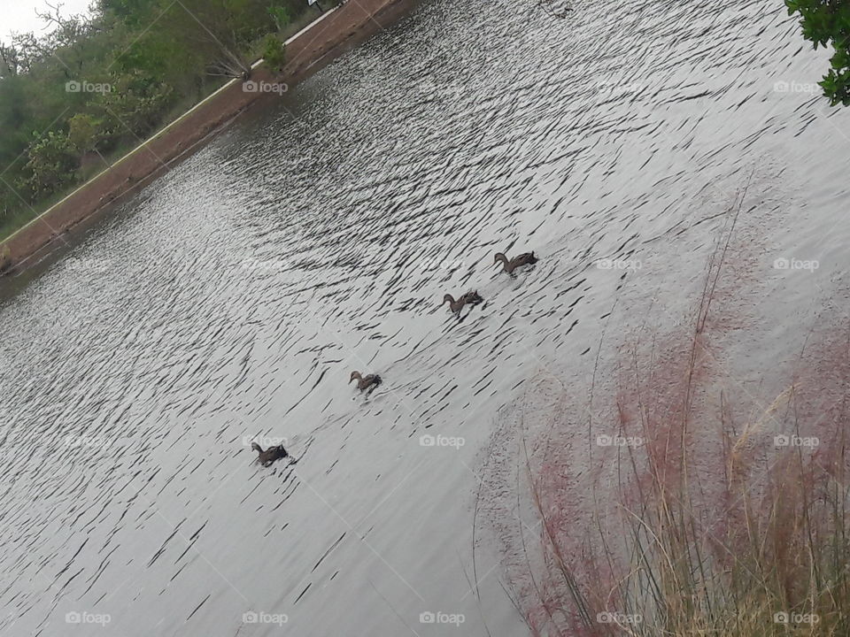 4 ducks in row