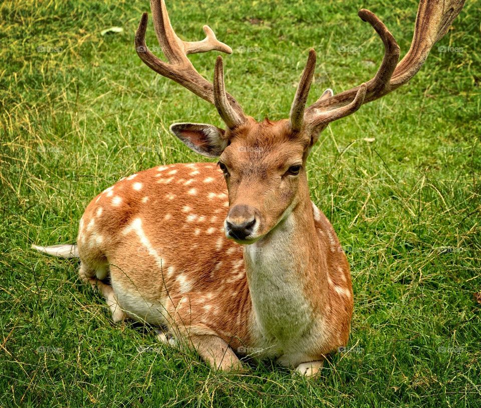 Beautiful brown colour deer