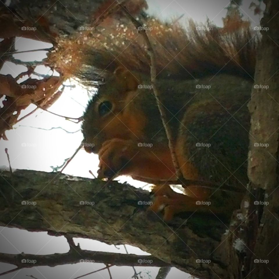 squirrel