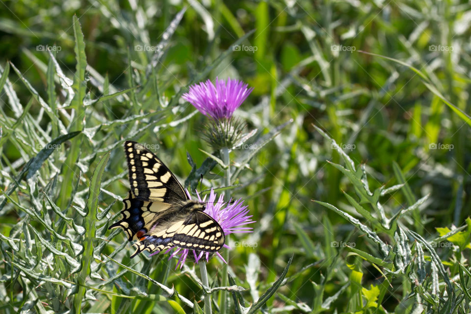 Butterfly