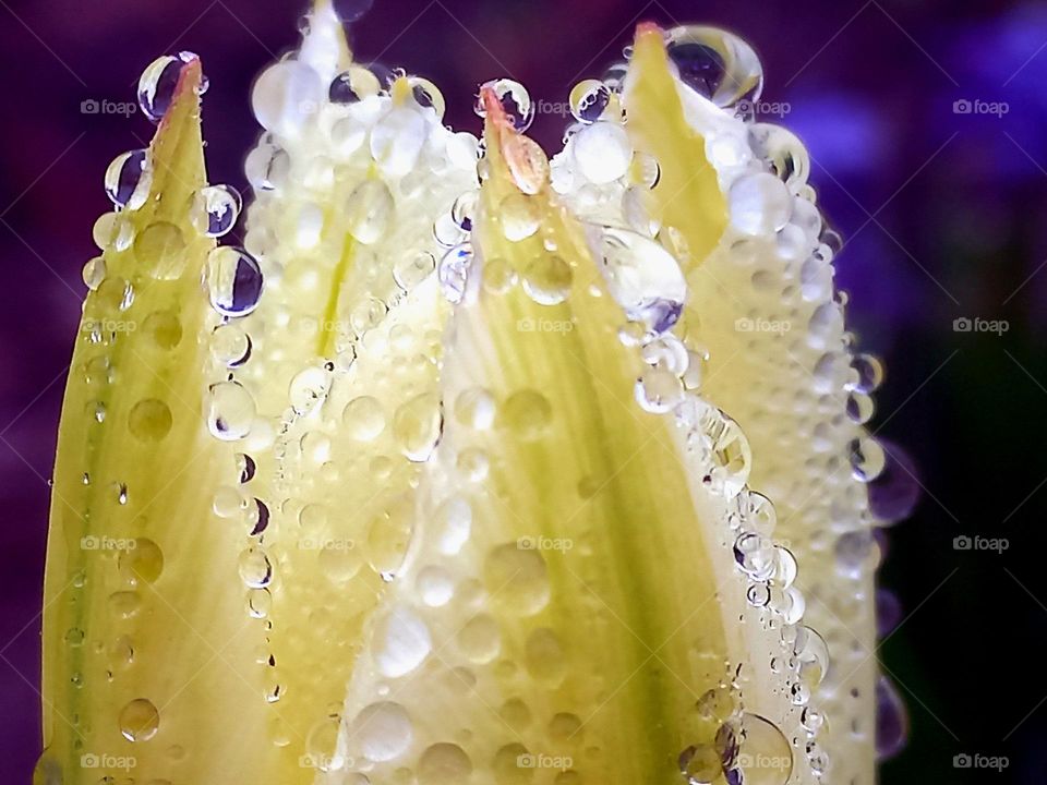 raindrops,water.