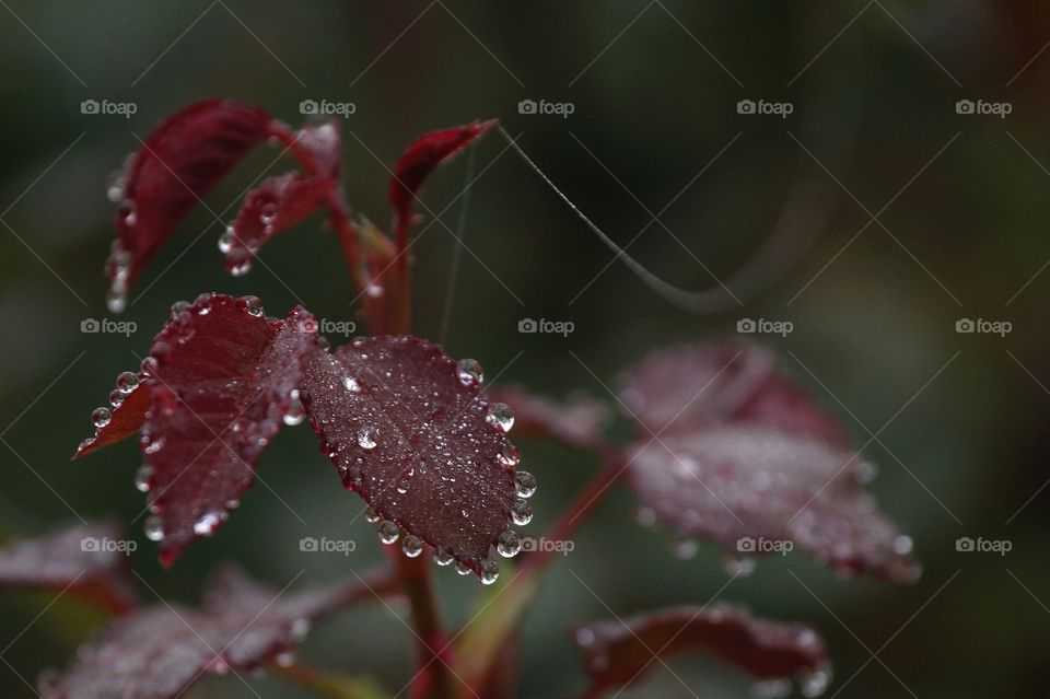 Raindrops on dark red leaves