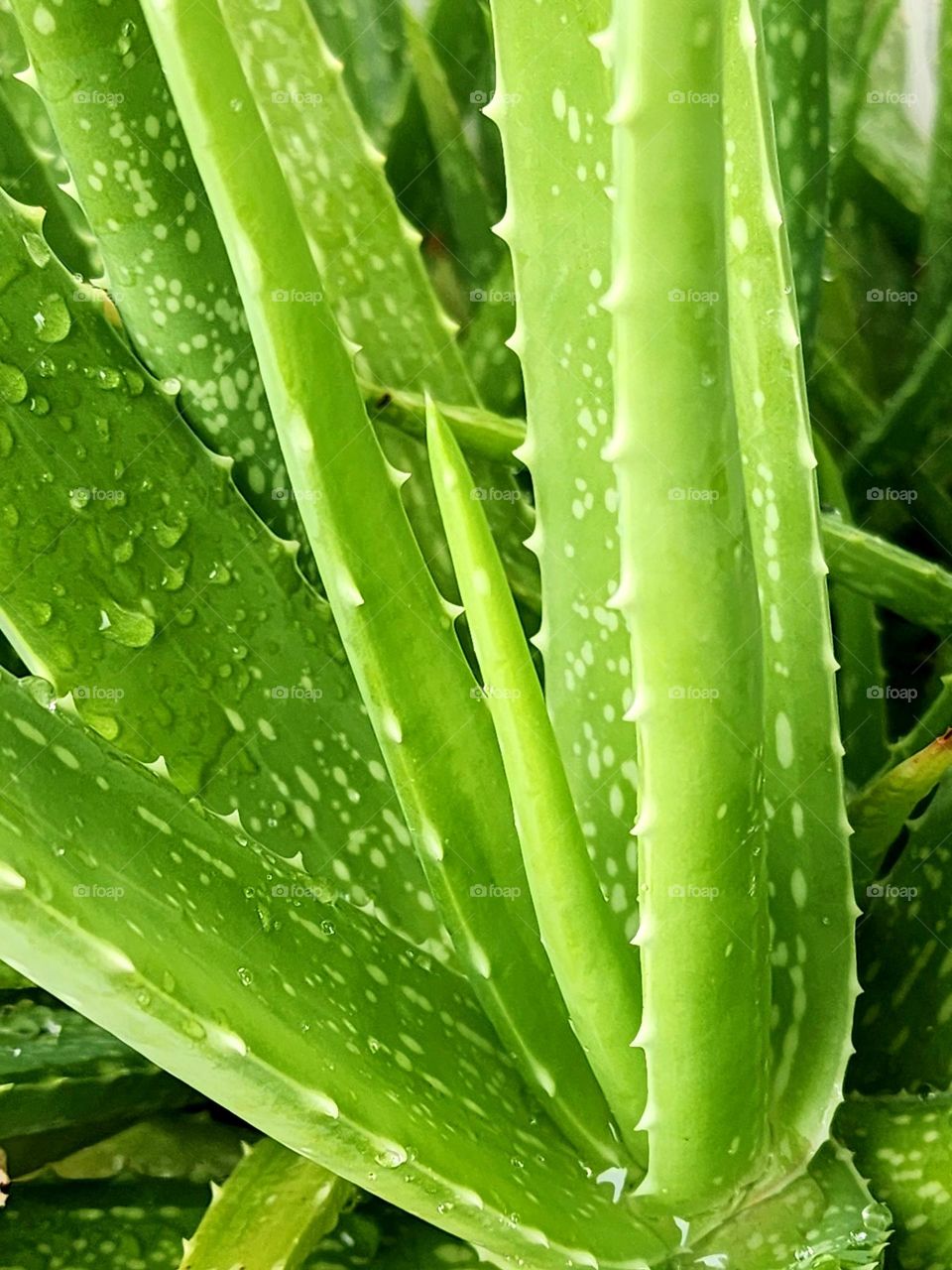 Aloe vera