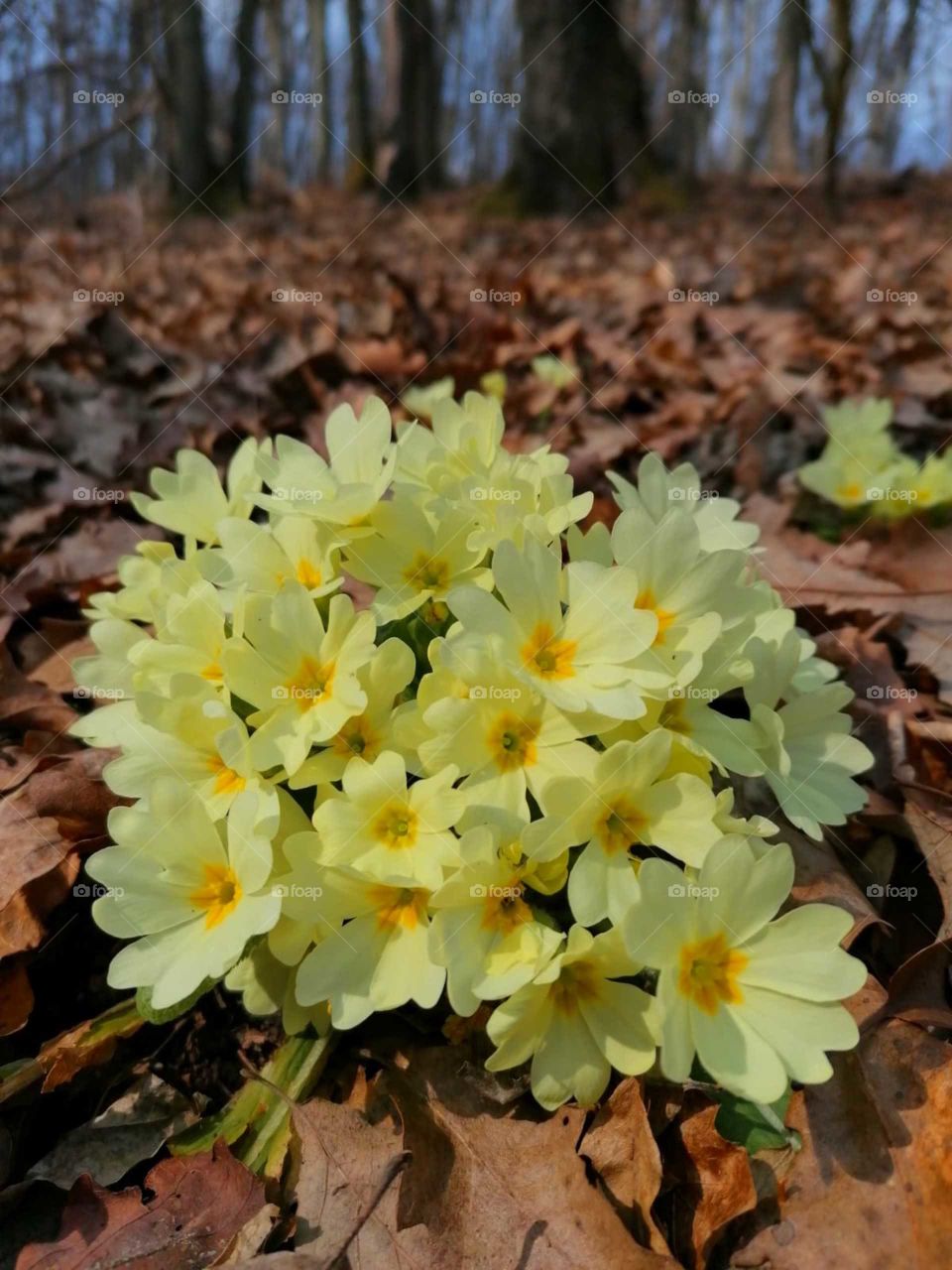 Yellow is the color of happiness 