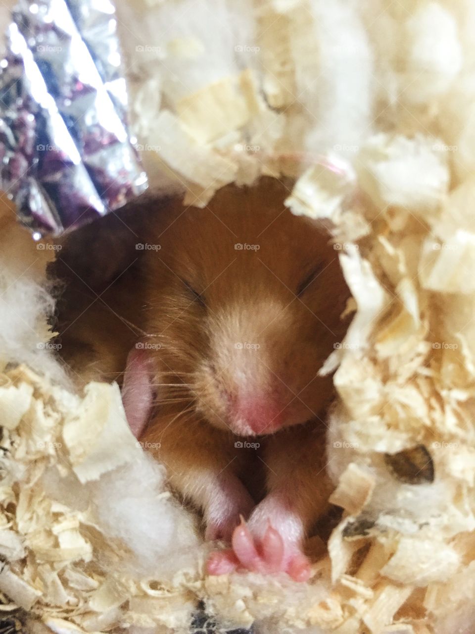 My little hamster