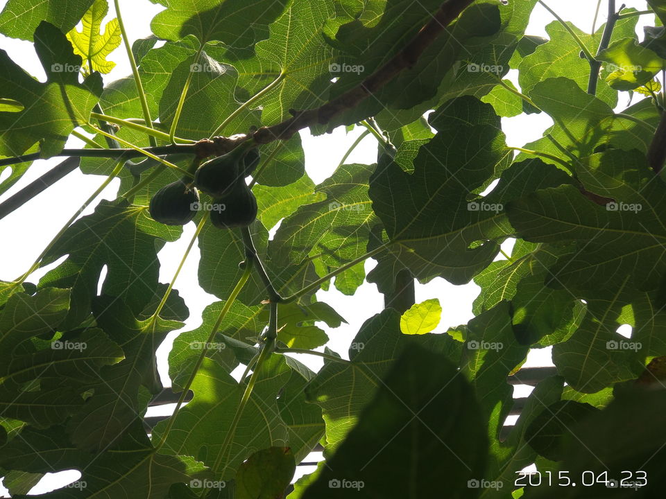 fig tree