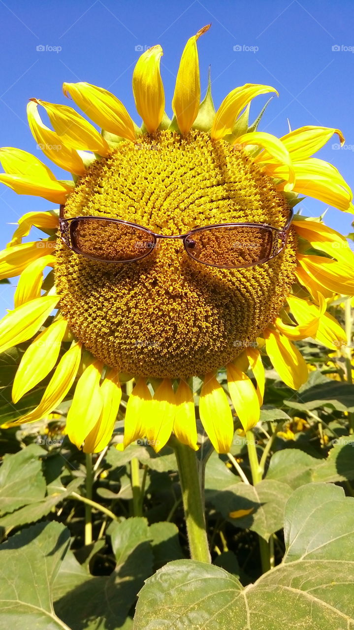 подсолнух.отдых.цветы.