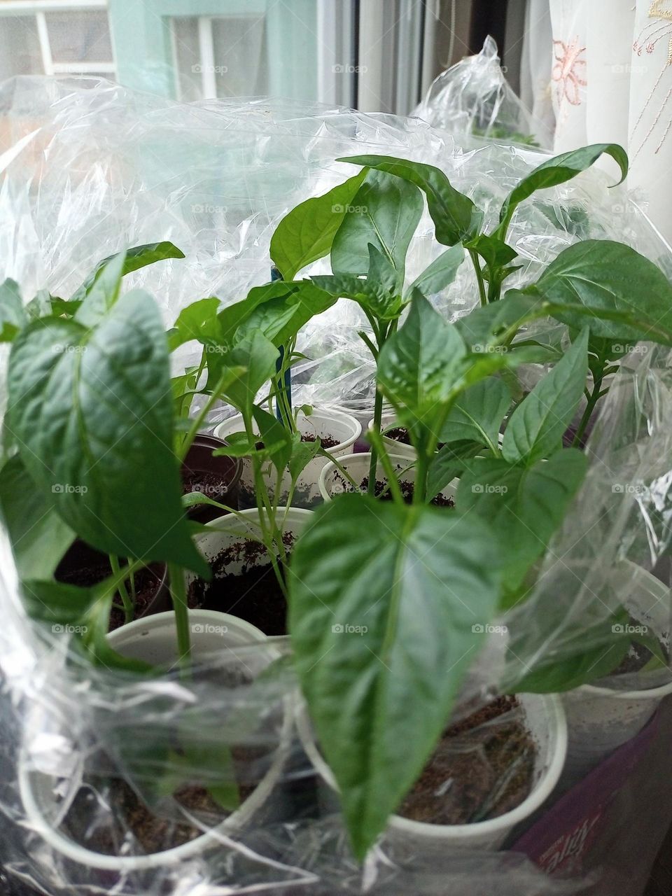 Plant plants to celebrite a earth day