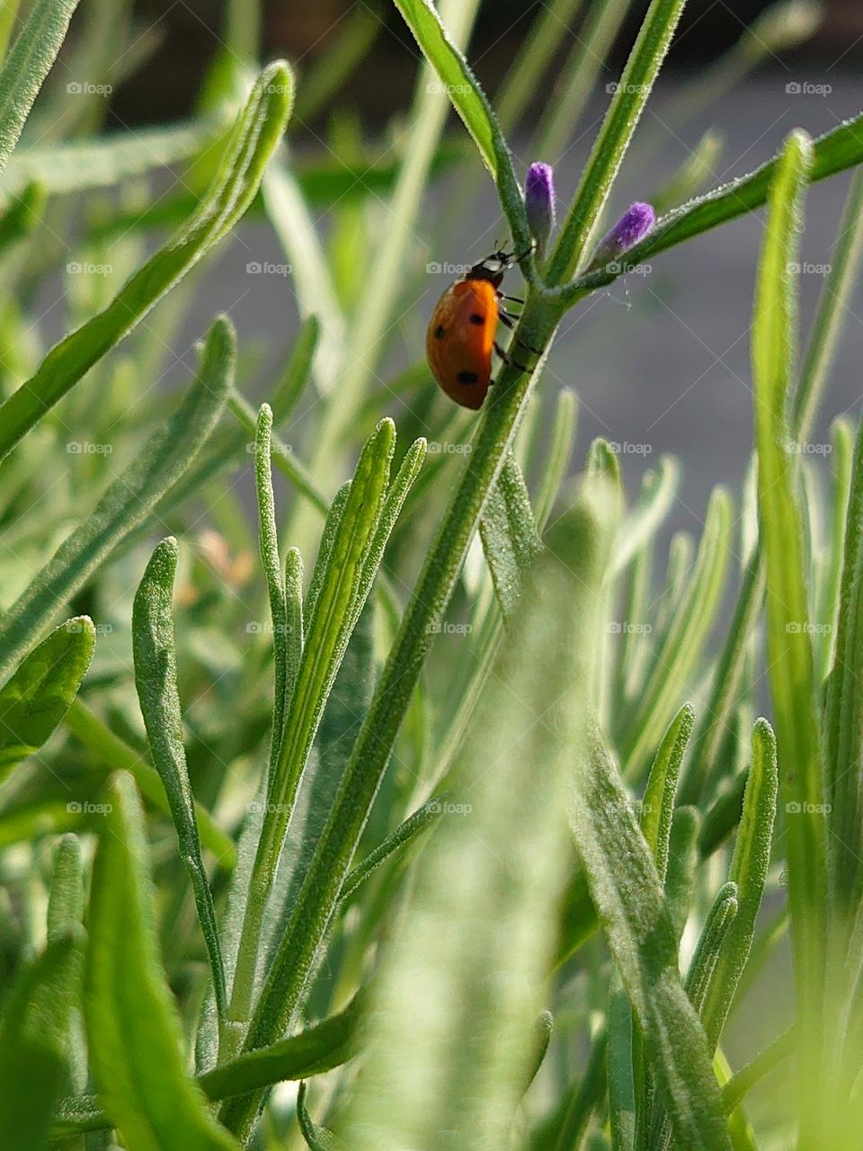 Ladybug on the lavender