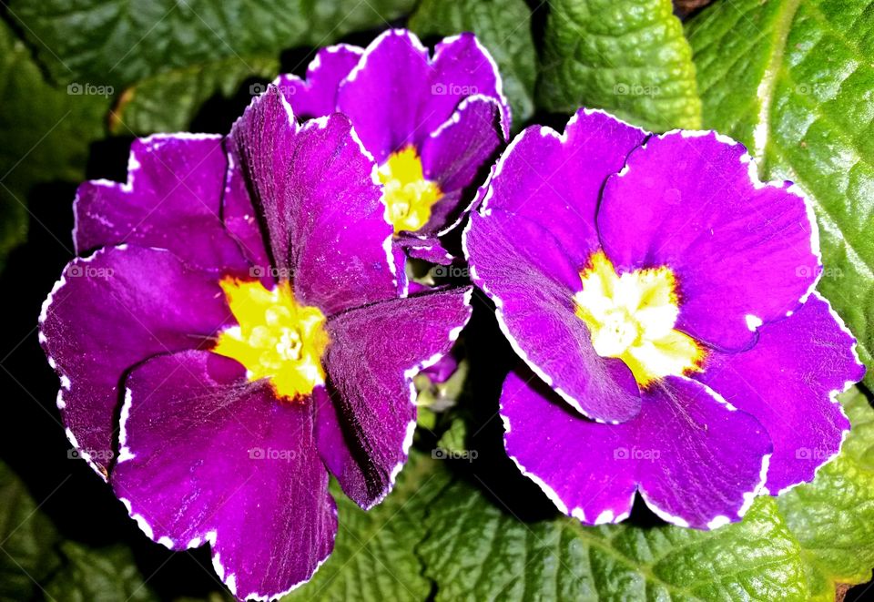 purple delicate Flowers from garden