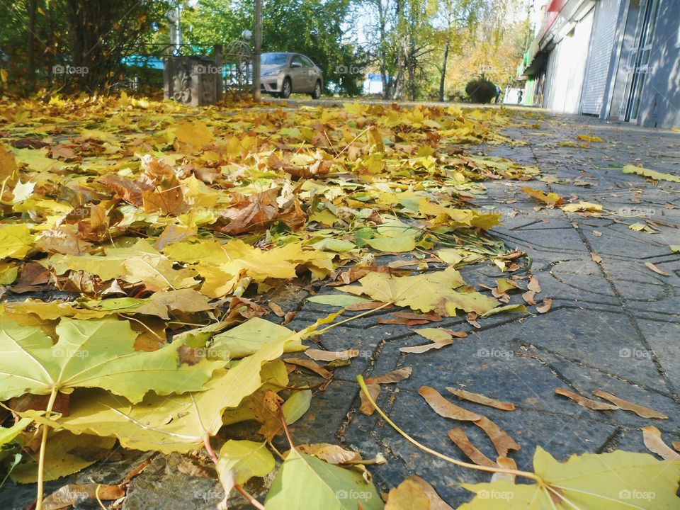 yellow autumn leaves