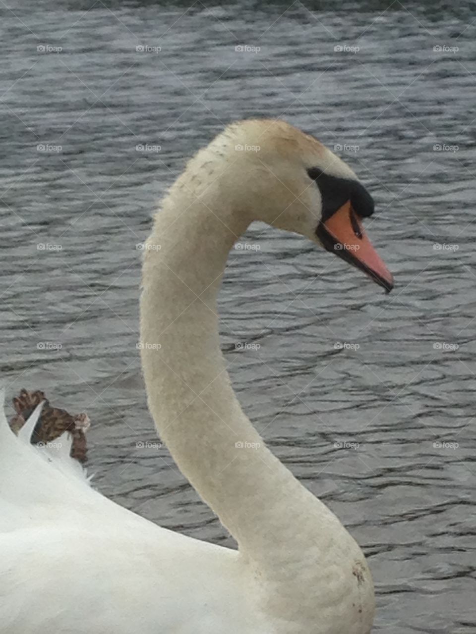 Swan