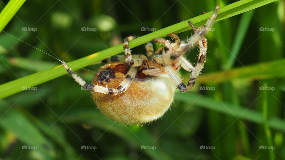 spider