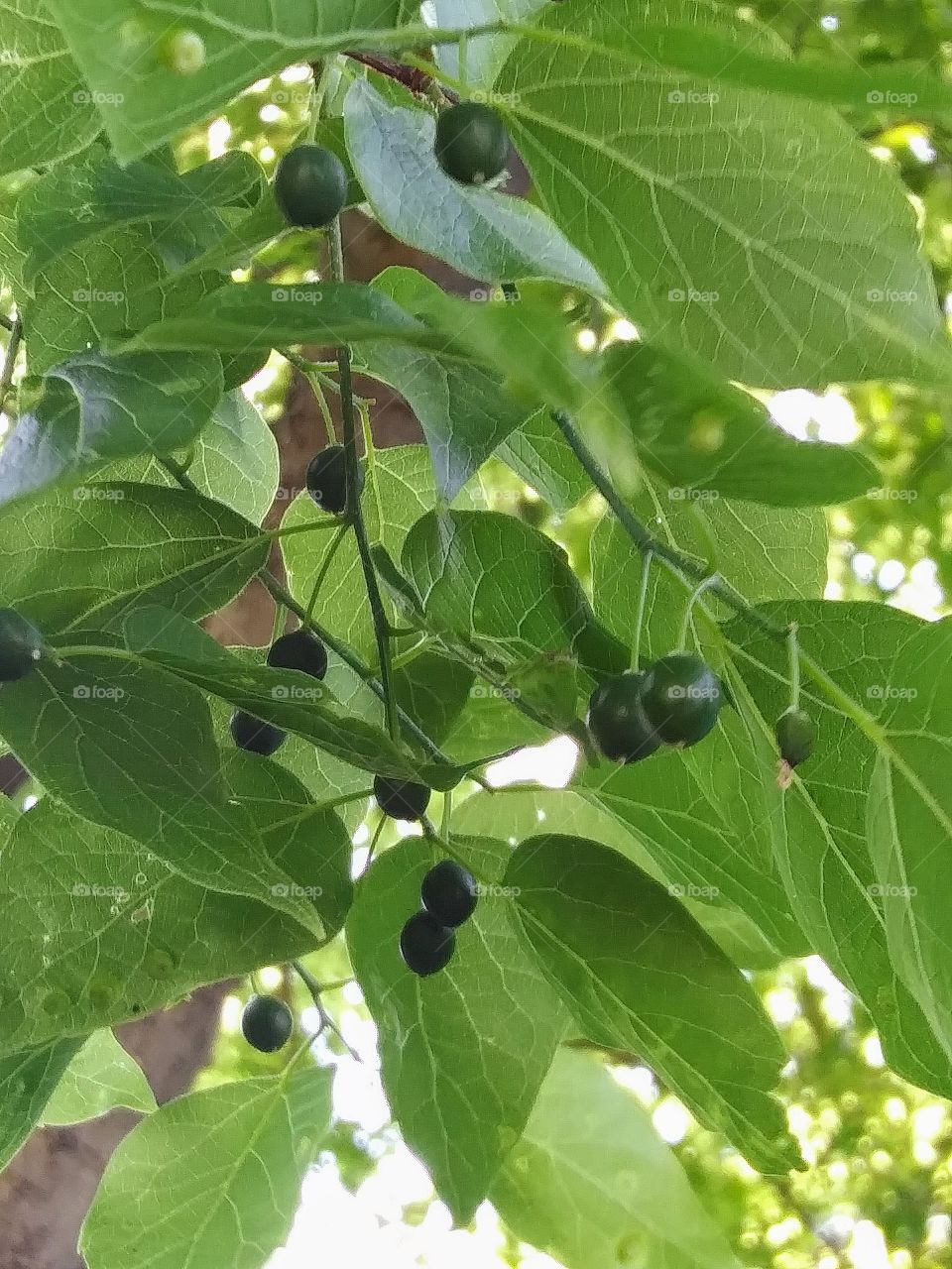 branch laden with fruit