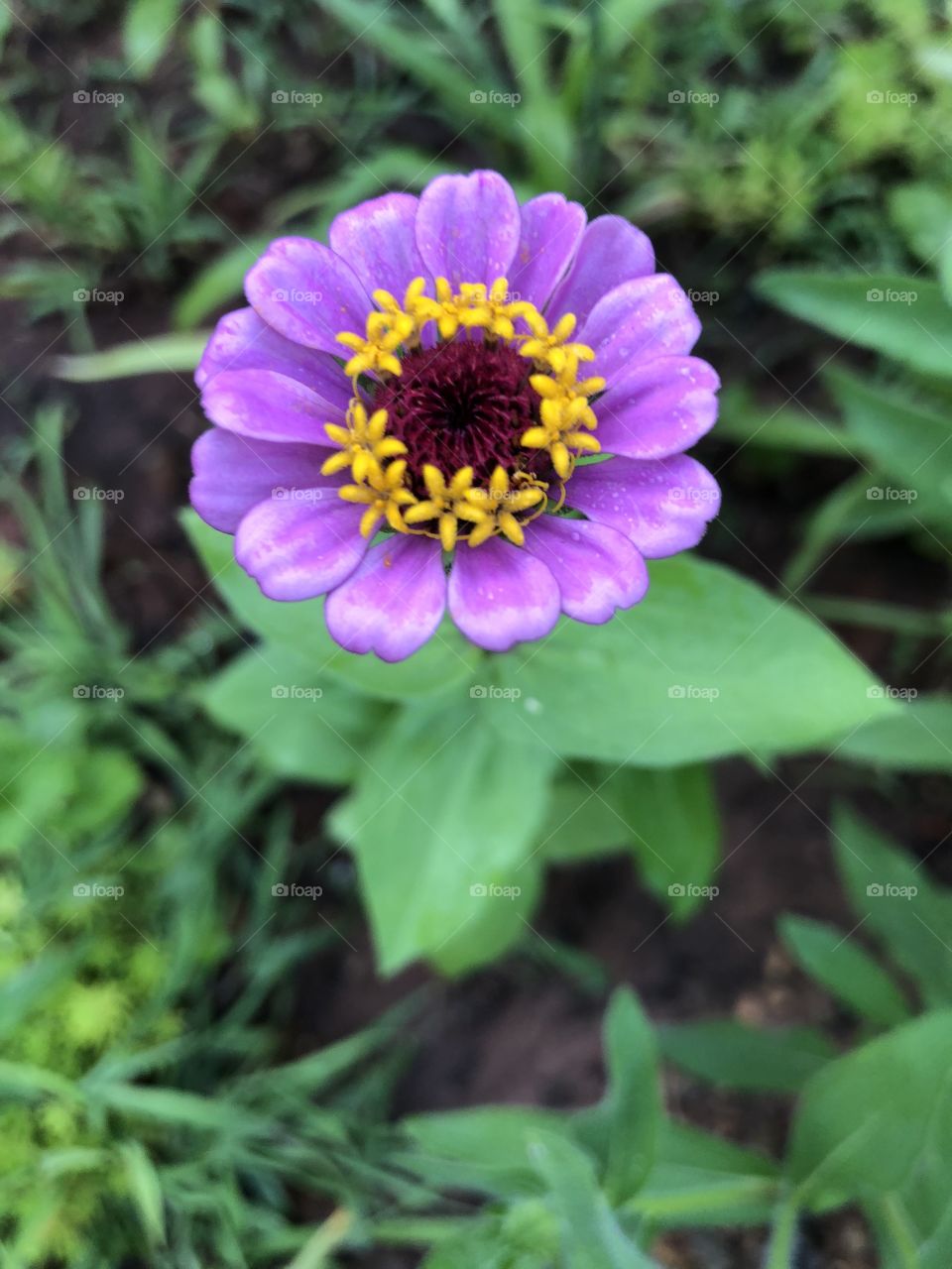 Purple zinnia flower closeup 