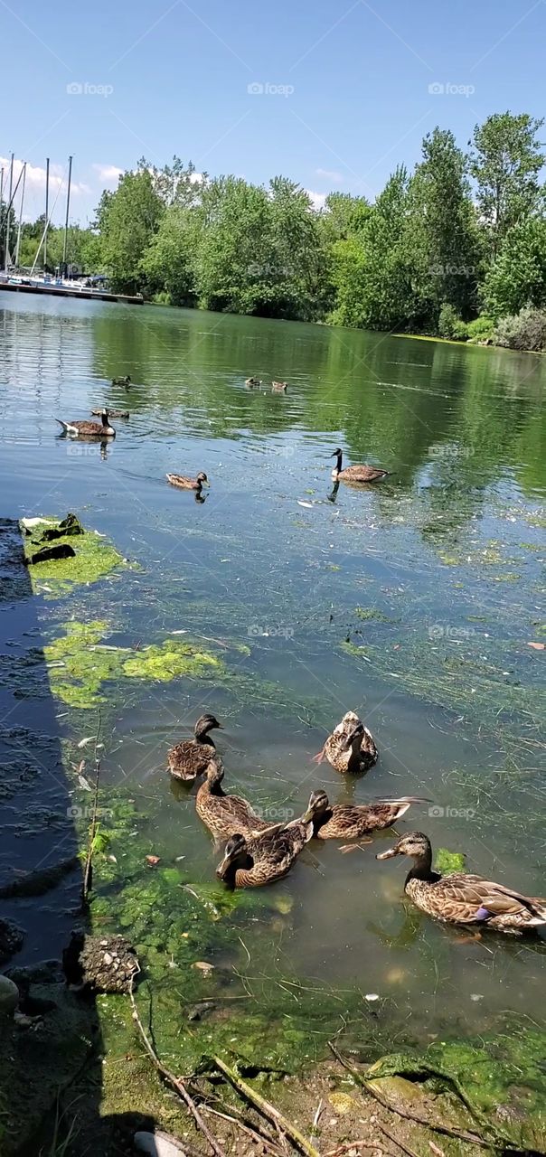 ducks