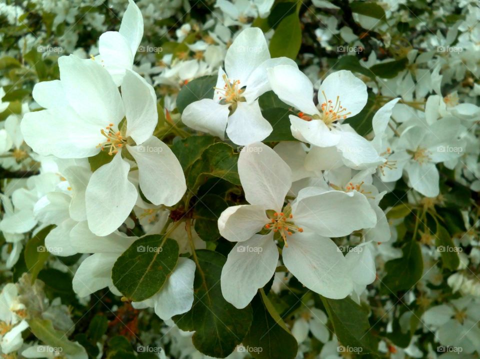 white apple flowers