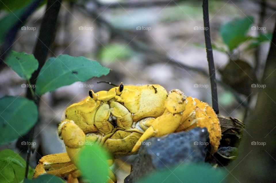 Yellow crab 