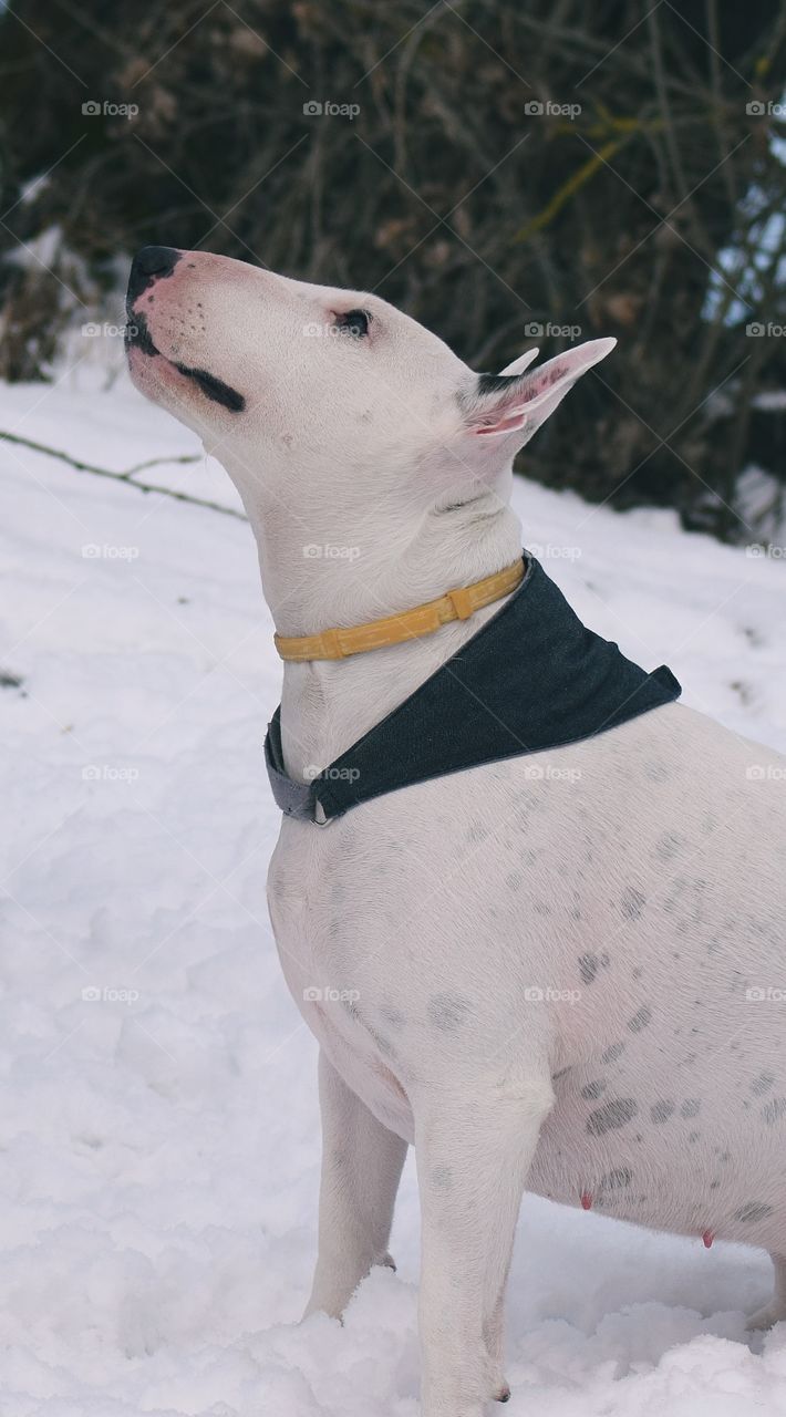 dog on the snow